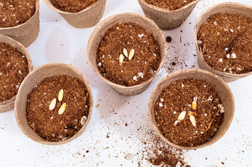 Biodegradable Peat Pots With Planting Soil and Seeds