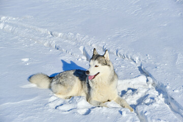 Siberian Husky lies in the snow on a bright sunny day.