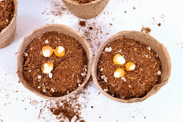 Corn Seeds For Planting in Peat Pots From Above