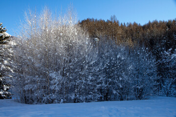 Young birch trees covered with snow and frost on the background of a coniferous forest in the Alps.
