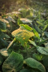 beautiful green leaf landscape photo