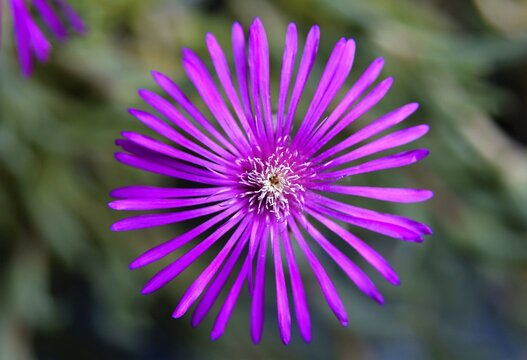 fiore