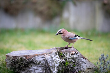 Vögel im Ruhrgebiet