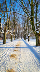 Zimowy poranek w parku. Parkowa aleja w śniegu © michalsen