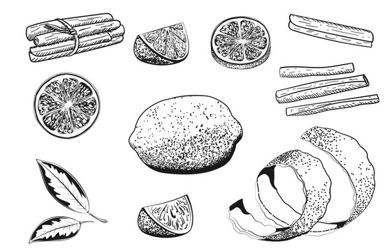 Hand drawn vector illustration - Collections of Lemons. Lemon, slice, leaf, cinnamon