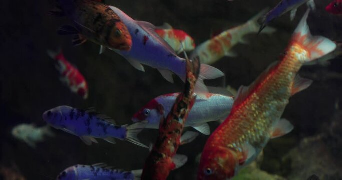 Close-up view of japanese fish in aquarium