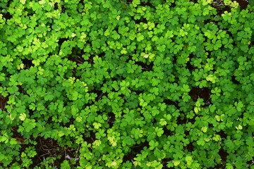 green moss background