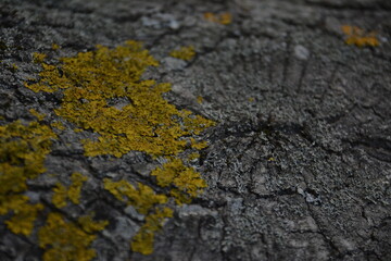 texture 11