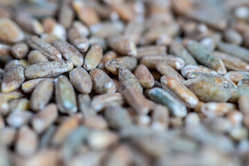 Organic rye grain seeds as background. Top view.