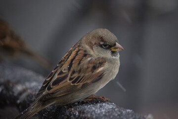 sparrow on snow