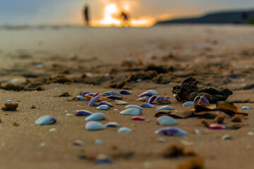 Conchas coloridas jogada na areia e pôr do sol ao fundo