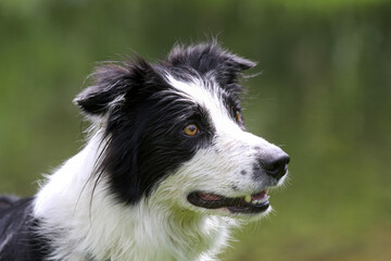 Border Collie