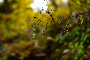 Feuille morte arrière plan bokeh automnal