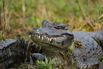 Alligator in a swamp 4