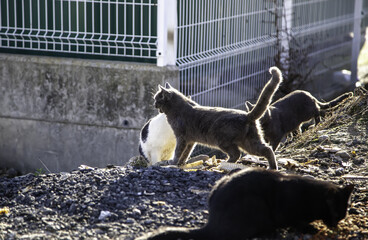 Fototapeta premium Abandoned stray cat