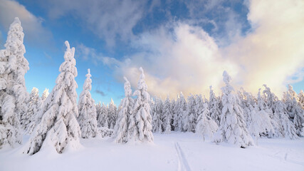 frisch verschneiter Winterwald