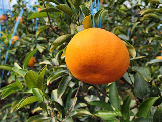 Cheonhyehyang, Setoka, Tangerine, Mandarin, Tangerine from Jeju Island, 제주천혜향, 천혜향, 제주귤, 귤