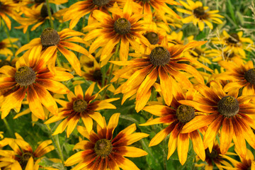 Rudbeckia flowers background, bright yellow-orange, brown center surrounded by golden petals with dark red strokes