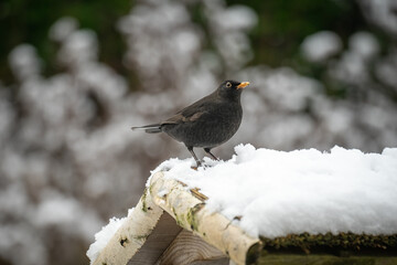 Vögel im Ruhrgebiet