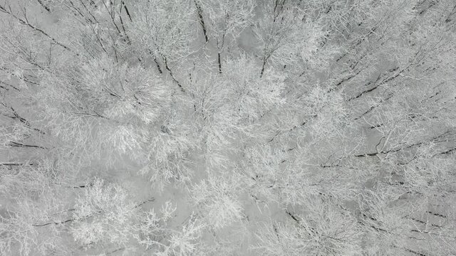 Winterwald von oben