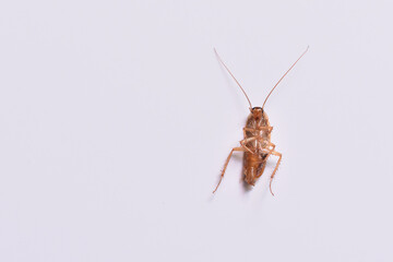 Dead home cockroach on white background with text space