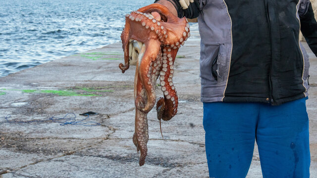 Poulpe &agrave; Port Vendres,octopus held by a fisherman 