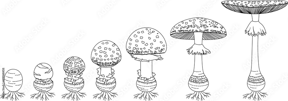 Poster coloring page with life cycle of fly agaric mushroom. stages of fly agaric (amanita muscaria) fruiti - Posters