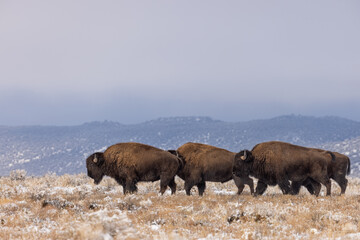 Bison Bulls in Winter in Northern Arizona © natureguy