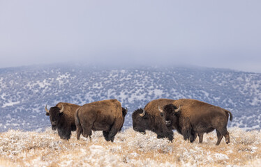 Bison Bulls in Winter in Northern Arizona