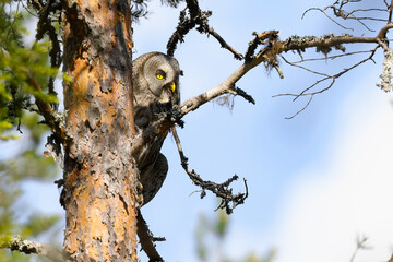 Great Grey Owl
