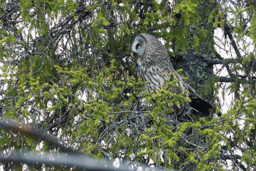 Great Grey Owl