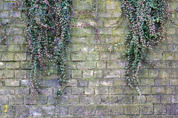 Old weathered stone wall overgrown with ivy