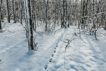 Winter evening forest and the path of the lonely beast