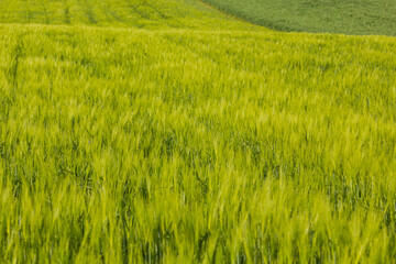 Close-up view of a crop field during springtime