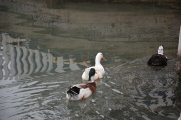 Obraz premium Ducks swimming in turbid water. Different kinds of ducks, each more beautiful than the other. Reflections in water.
