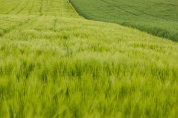 Close-up view of a crop field during springtime