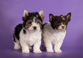Two beaver york terrier on a purple background.