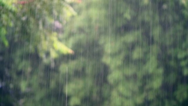 Heaving raining with blur green trees as a background. 