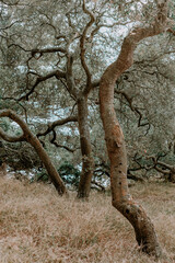 Fototapeta na wymiar Bäume in Kalifornien