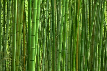 Bamboo green background
