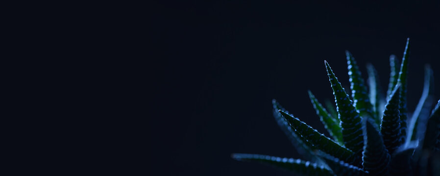 Under the blue light haworthia succulent with sharp leaves banner design