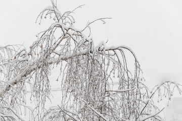 Trees with snow in winter park. Snowy day, cloudy sky.