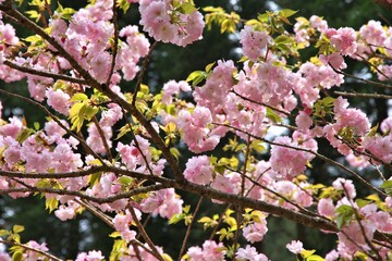Pink sakura in Nikko, Japan