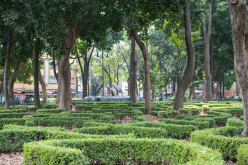 Peaceful park with trees and bushes in Mexico City