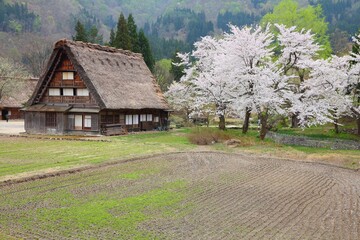 Japan cherry blossoms time