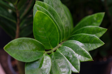 leaf stem, Zamioculcas zamiifolia, Mallorca, Balearic Islands, Spain
