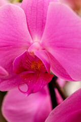 Fototapeta na wymiar purple orchid, Phalaenopsis, Mallorca, Balearic Islands, Spain