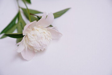 Fresh white peony on grey background with copy space