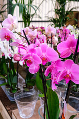 purple orchid, Phalaenopsis, Mallorca, Balearic Islands, Spain