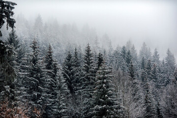 .Snow covered trees in the forest during a fog.